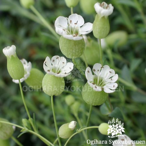 シレネ ユニフロラ アルバ おぎはら植物園