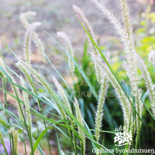 ペニセタム 'フェアリー テール'｜おぎはら植物園