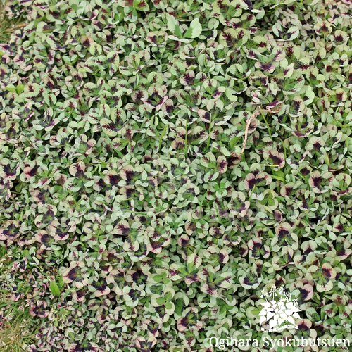 クローバー ティント ルージュ おぎはら植物園